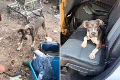 Woman Applauded for Rescuing 'Dumped' Dog From Abandoned Roadside Camp