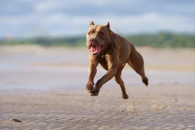 Moment Dog Sees Friends Arrive at the Beach To Play With Him Melts Hearts