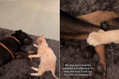 Paralyzed Cat Dumped at Shelter Forms Bond With Rescue Dog: 'Healing Us'