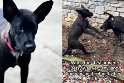 Tears at Dog 'Waiting' for Brother To Return After He's Adopted Without Her