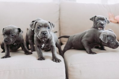 Dog Meeting His Tiny Puppies for First Time Warms Hearts: 'Sniffs Each One'