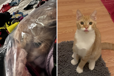 Hysterics at Orange Cat's Reaction to Being Freed From Plastic Bag