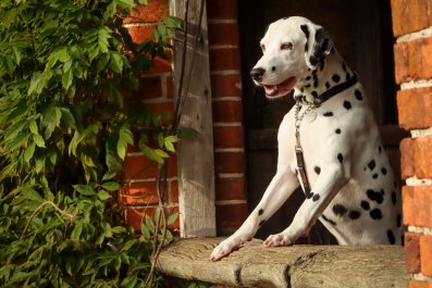 How Former Shelter Dog Responds to Being Loved Leaves Internet in Tears