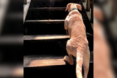 Adorable Golden Retriever Has Yet to Master Stairs: 'No U-Turn Option'