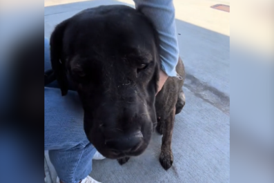 Heartbreak as Rescue Dog Returned To Shelter for 'Being Too Puppy Like'