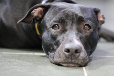 Tears Over Former Bait Dog's Transformation After Finding Loving Home