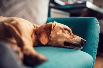 How Foster Dog Sleeps in Temporary Home Breaks Hearts: 'Feels So Safe'