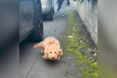 Dachshund's Reaction When He Sees Someone He 'Loves' on Walk Melts Hearts