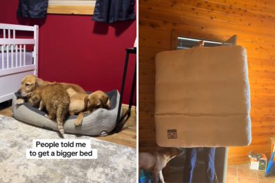 Owner Buys Her Pets a Bigger Bed but There's a Problem: 'Cuddle Puddle'