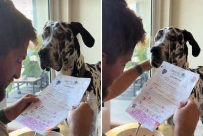 Watch as Great Dane Reacts to Report Card From Doggy Day Care: 'Read On'