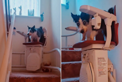 Senior Dog Who Is Too Old To Use Stairs Finds Genius Solution