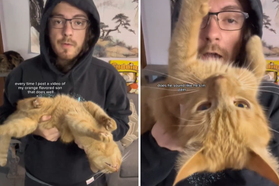 Cat Owner Claps Back at Criticism of How He Holds Orange Boy: 'Air Jail'