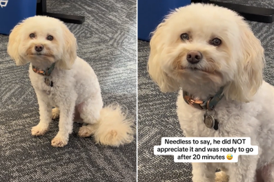 Dog's Unimpressed Face When Owner Takes Him To Work: 'Ready To Leave'