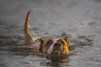 Woman Thought Dog Was Drowning, Can't Believe What Was Actually Happening