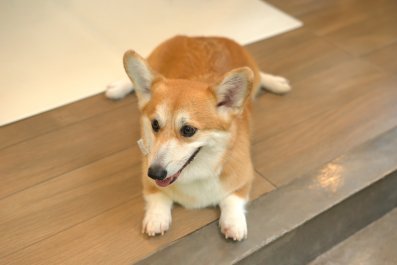 Way Corgi Comes Downstairs Each Morning Has Internet in Stitches