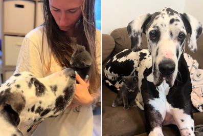 Great Dane Who Doesn't Understand His Size Befriends Tiny Kitten: 'Fate'