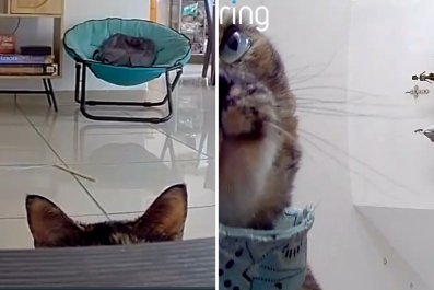 Cat Hears Owner's Voice Over Pet Cam, Not Prepared for How She Reacts