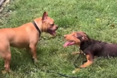 Dog 'Overlooked at the Shelter for Months' Realizes He's Made a Friend