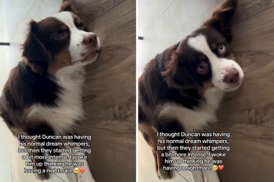 Woman Thinks She's Filming Dog's Dream, Quickly Realizes It's a 'Nightmare'