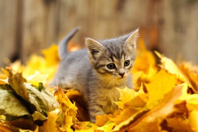 Moment Man Finds 3 Kittens in His Home After Hurricane Milton: 'A Sign'