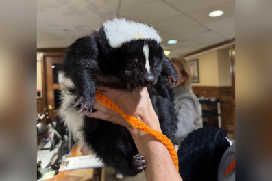 Retirement Home Has 'Emotional Support Skunk' and the Internet Is Obsessed