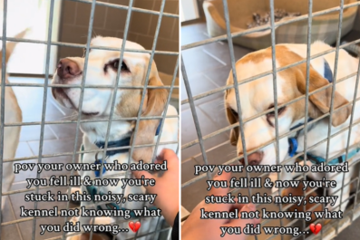 Dog's Face 'Not Knowing What You Did Wrong' After Ending Up in Shelter