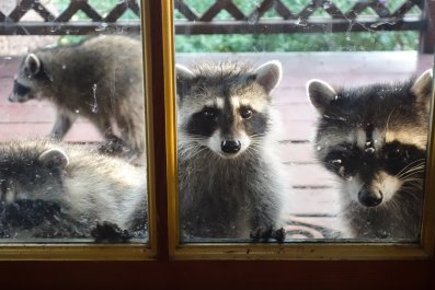 Woman Installs Cat Door, Then Raccoons Invade Her Home