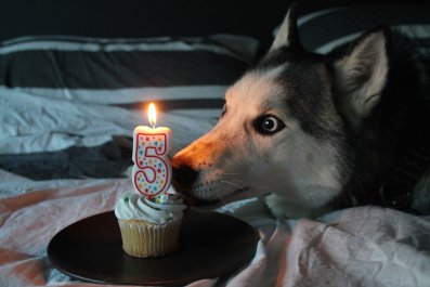 Rescue Dog Turns 15, Owners Decide To Do Something Unforgettable