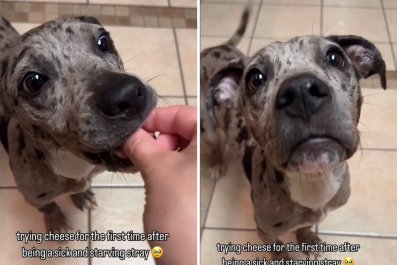 Dog Rescued As 'Starving' Stray Has Best Reaction to First Bite of Cheese