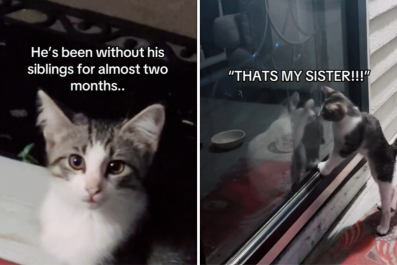 Internet Sobs at Reunion of Stray Kitten and Mama Cat: 'I Found You'