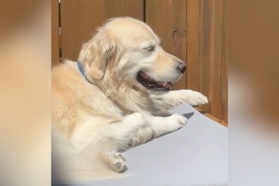 Woman's 'Sweet Video' of Golden Retriever Sunbathing Hilariously Backfires