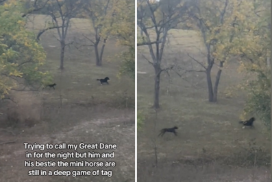 Great Dane Ignoring Owner To Play 'Tag' With Mini Horse Friend Melts Hearts