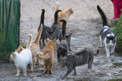 Tears as Cat Rescuer Discovers All Her Strays Survived Deadly Hurricane