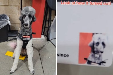 Owner Asks if Service Dog Can Get Costco Member CardâResult Is Everything