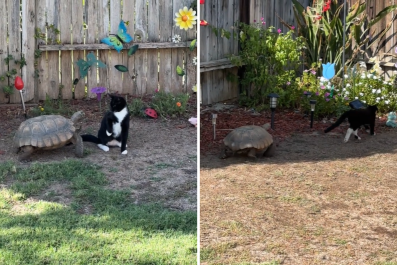 Shock As 'Fast' Tortoise Chases Kitten Around Their Backyard