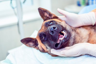 Hysterics at German Shepherd 'Fighting' Sedation Medication Before Surgery