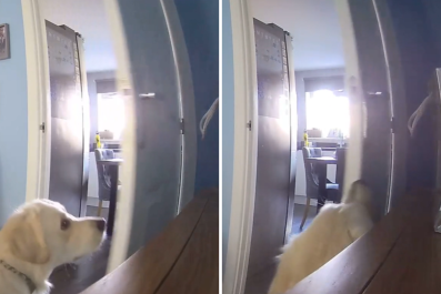 Camera Captures Dog's Tantrum After Being Sent Downstairs for Being Naughty