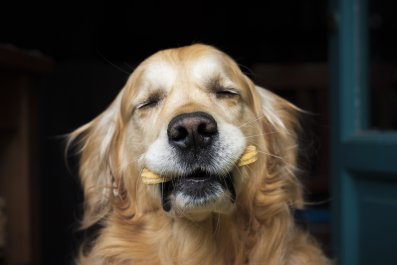 Golden Retriever's Reaction to Neighbor's Halloween Display Delights