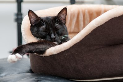 Cat Who Sleeps Like a Vampire Goes Viral: 'Count Catula'