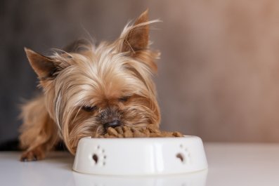 Reason Puppy Carries Food Bowl to Couch Beside Owner Melts Hearts