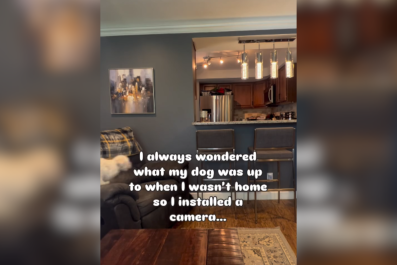 Owner Sets Up Cam To Watch Dog Home AloneâUnsure if 'Appalled or Impressed'