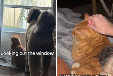 Adopted Stray Cat Was Afraid of Dogs, Now He's 'Turning Into' One of Them