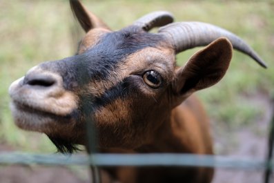 Adorable Goat's Way of Greeting Mom Each Day Has Internet in Stitches