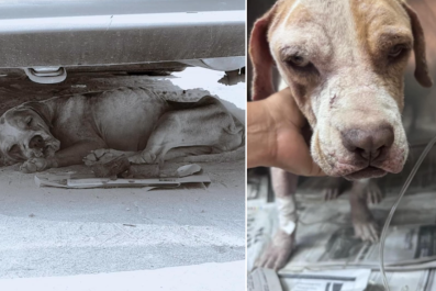 Woman Rescues Pup Close to Death From the 'Cemetery for Abandoned Dogs'