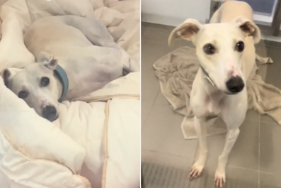 Dog Found 'Eating Stones out of Desperation' Suffers Adoption Heartbreak