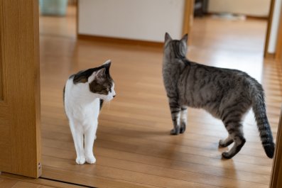 Intruder Gets In Through Cat Flap, Furry Security System Knows What To Do