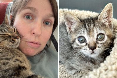 Woman Fostering Kitten Posts Vid She Sent to Agencyâ'Don't Know What To Do'