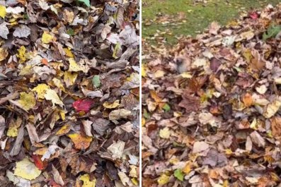 Can You Spot the Two Dogs Hiding in This Pile of Leaves?