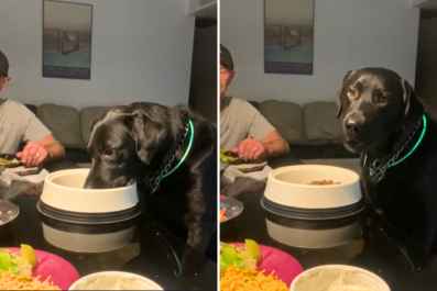 Dog Demanding To Eat His Dinner at Table With Family Wins Pet of the Week