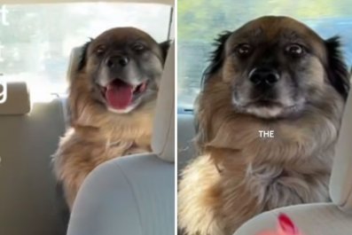 Exact Moment Dog Realizes Park Trip Is Actually a Vet Visit: 'Betrayal'